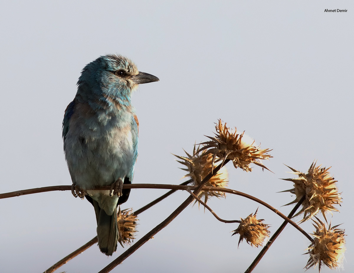 European Roller